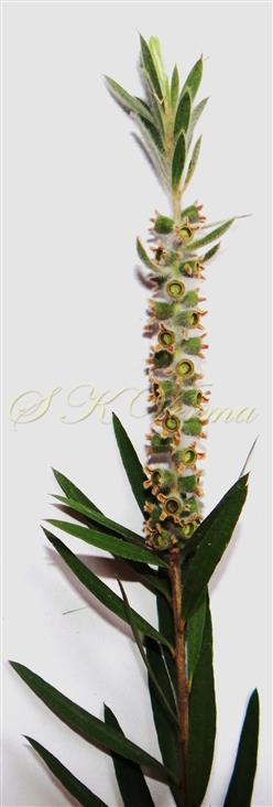  Fruits (Young)